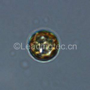Cyclotella meneghiniana-100X-2