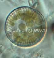 孟氏小环藻(梅尼小环藻,GY-H33 Cyclotella meneghiniana)