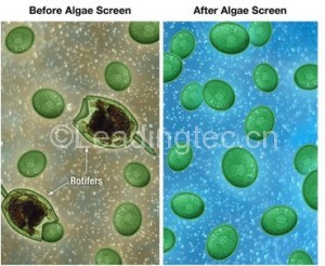 EWS Algae Screen