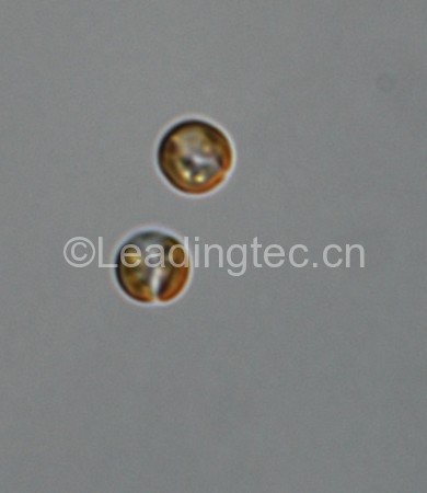 球形棕囊藻(GY-H37 Phaeocystis globsa)