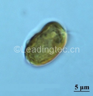 微型原甲藻(GY-H38 Prorocentrum minimum 微小原甲藻)
