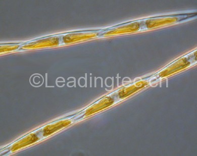 多列拟菱形藻(GY-H43 Pseudo-nitzschia multiseries)