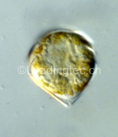 锥状斯克里普藻(GY-H42 Scrippsiella trochoidea)