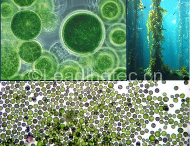 小球藻（Chlorella sp.）水质改良剂