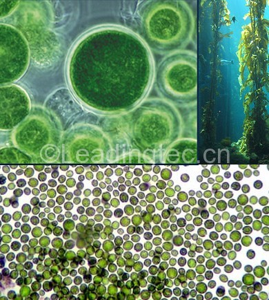小球藻(Chlorella sp.)水质改良剂
