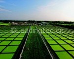 德国为获取生物燃料建立藻类科学中心