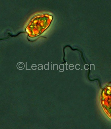 异双鞭裸藻 (GY-H48 Eutreptiella sp.)