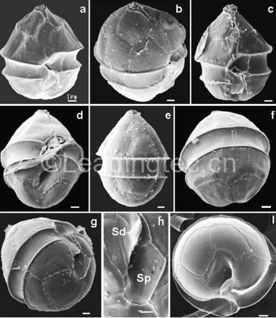 代尔五隔藻(GY-H47 Pentapharsodinium dalei)