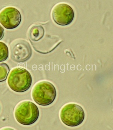 蛋白核小球藻(GY-D12 Chlorella pyrenoidosa)