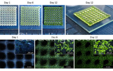 藻类细胞用于3d打印人体组织