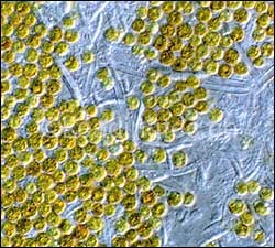 虫黄藻(GY-H50 Dinophycae Symbiodinium )