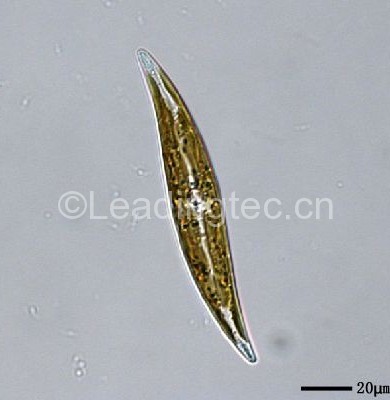 斜纹硅藻 (GY-H51 Pleurosigma sp.)