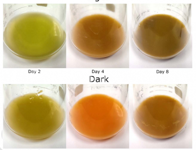 葡萄糖环境藻细胞在光照条件可以比无光照获得更高的速率