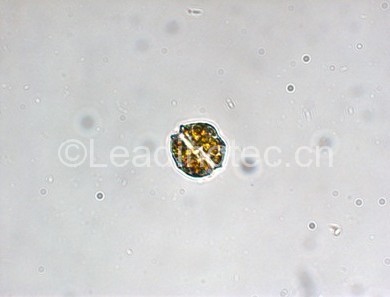 密码保护:亚历山大藻(GY-H52 Alexandrium sp.)