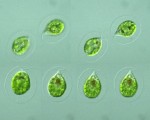 发现植物叶绿体基因组可全部转录