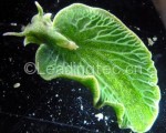 海蛞蝓能进行光合作用：“劫持”藻类基因