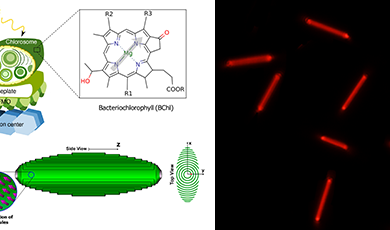 光合细菌分子自组装捕光天线相干激子态传能机制研究获进展