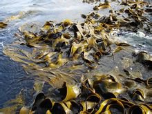 日本发现一种褐藻所含成分能抑制溃疡性结肠炎