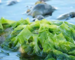 海藻DHA饲料补充剂获加拿大批准