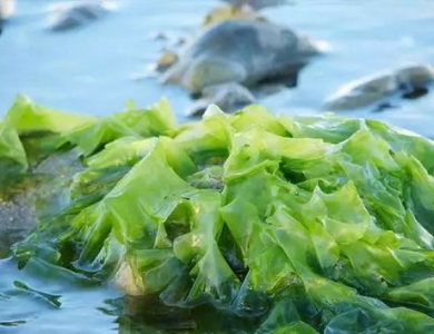 海藻DHA饲料补充剂获加拿大批准