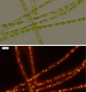 青岛能源所新研究 ——利用能源微藻产生物柴油
