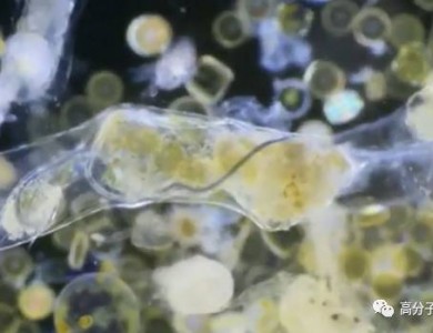 科学家首次拍摄到浮游生物摄入微塑料