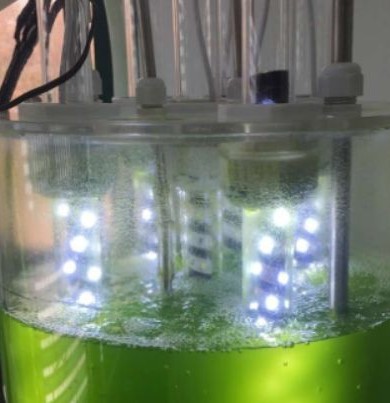 藻类水中培养用光源(LED或荧光灯)