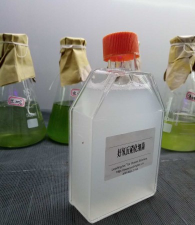 好氧反硝化细菌(Aerobic Denitrlfier,GY-D101)