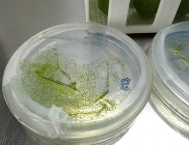 藻类固态培养基