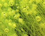 Technology：蓝藻或是新一代的绿色能源