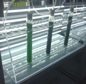 侧光源的藻类培养试管架