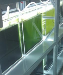 藻类培养实验室平板反应器