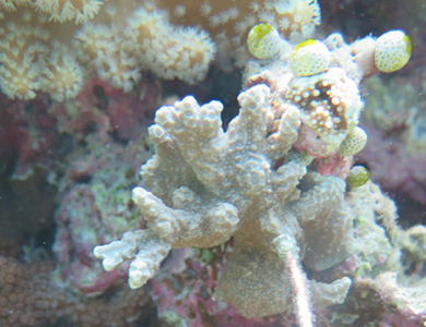四年在凤凰岛海域培育14万株新生珊瑚