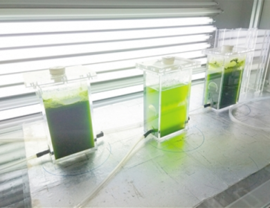 微藻应用新思路