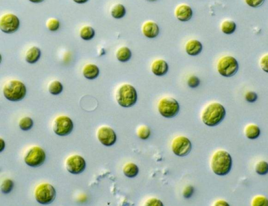 利用藻类实现更绿色的燃料电池
