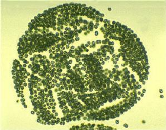 工程蓝藻光合产生天然防晒成分