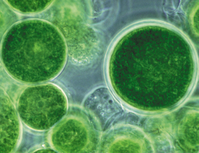 微型藻类液氮容器超低温保存研究