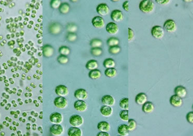 科学家发现蓝藻代谢与环境适应的新途径