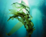 印度科学家从海藻中开发出一种石墨烯材料，可用于处理高浓度废水