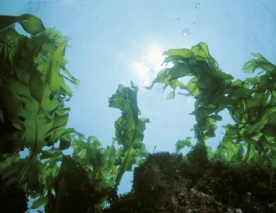 海藻会成为打开科学宝藏的一把金钥匙