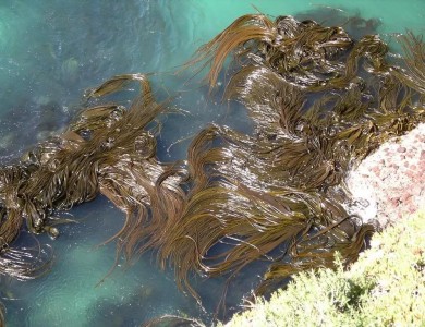 用海藻制备石墨烯吸附材料净化水