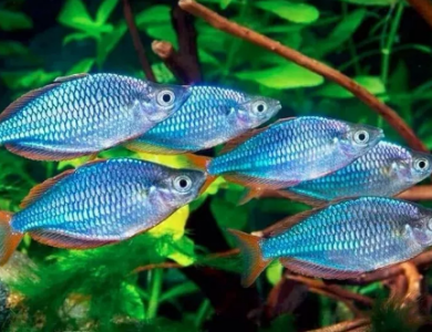 如何控制和影响观赏鱼体色