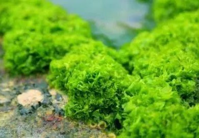 海藻肥为什么有效