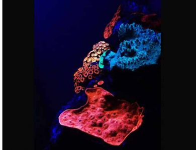 红海深处发现五彩缤纷的“发光珊瑚”