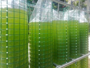 薄膜反应器养藻