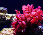 红藻中发现可增加生物燃料产量的酶