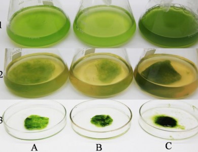 细菌纤维素在线生物絮凝收集微藻的方法