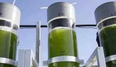美国将开发基于藻类的生物柴油