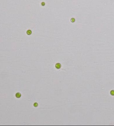 普通小球藻ZF藻株(GY-D25 Chlorella vulgaris)