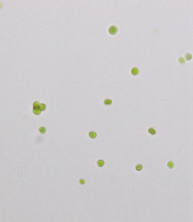 蛋白核小球藻ZF藻株(GY-D26 Chlorella pyrenoidosa)